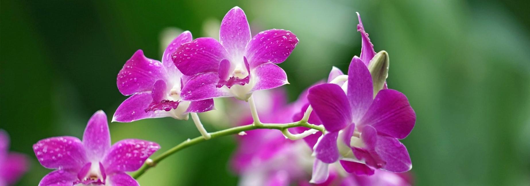 singapore conservation trip header slk he